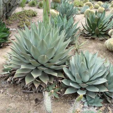 Agave havardiana - Havards Honderdjarige plant