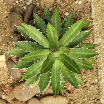 Agave lophantha - Doornkraag agave