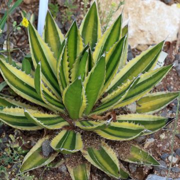 Agave lophantha Quadricolor - Doornkraag agave
