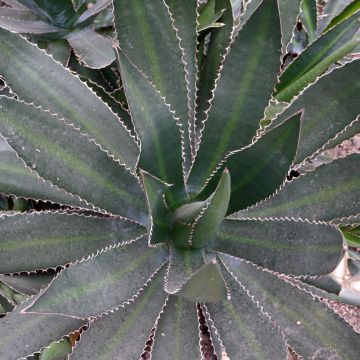 Agave lophantha Ensifera - Doornkraag agave