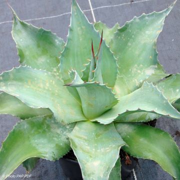 Agave ovatifolia - Walvis Tong Agave