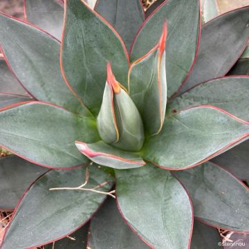 Agave Blue Ember - Koningin Victoria-agave