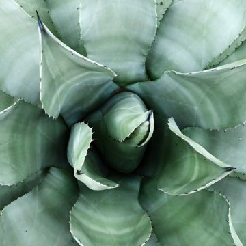 Agave parryi neomexicana - Artisjok Agave
