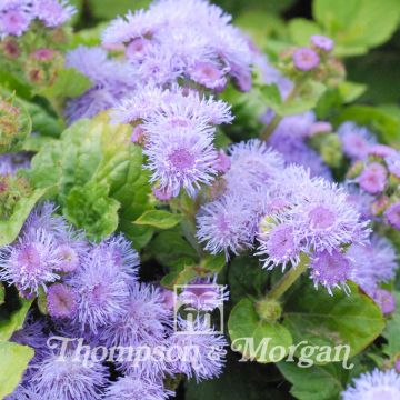 Mexicaantje Blue Mink T&M (zaad) - Ageratum houstonianum