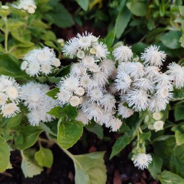 Mexicaantje Cushion White - Ageratum houstonianium