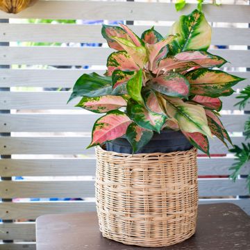 Aglaonema Red Valentine - Chinese evergreen