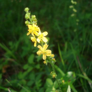 Agrimonia eupatoria - Gewone agrimonie