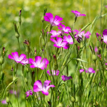 Agrostemma githago BIO (zaad) - Bolderik
