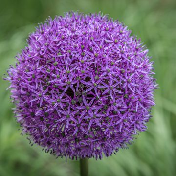 Allium Gladiator - Sierui