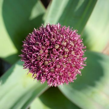 Allium Ostara - Sierui