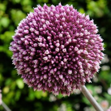 Allium Summer Drummer - Sierui