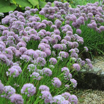 Allium angulosum - Kantige look