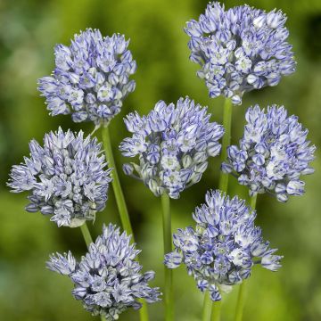 Allium caesium - Sierui