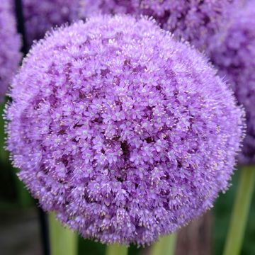 Allium giganteum - Reuzenlook