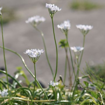 Allium neapolitanum - Bruidsuitje