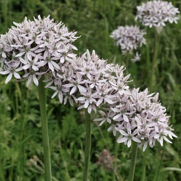 Allium nigrum ssp multibulbosum - Zwarte look