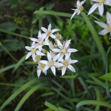 Allium plummerae - Sierui