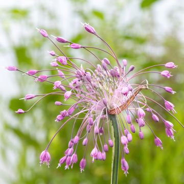 Allium pulchellum - Berglook