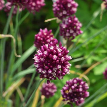 Allium rotundum - Ronde look