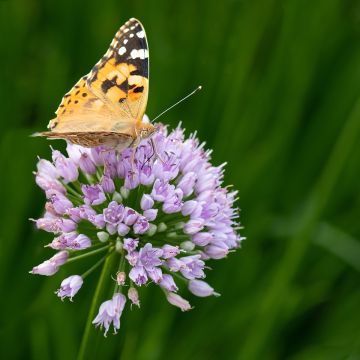 Allium senescens In Orbit - Sierui