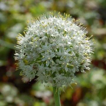 Allium stipitatum Album - Sierui