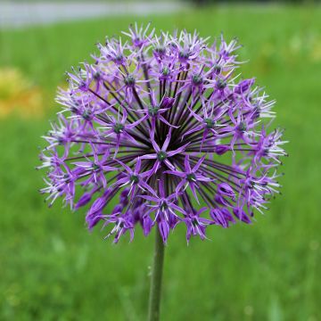 Allium stipitatum Violet Beauty - Sierui
