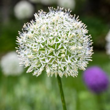 Allium stipitatum White Giant - Sierui