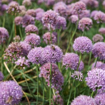 Allium senescens Avatar - Sierui
