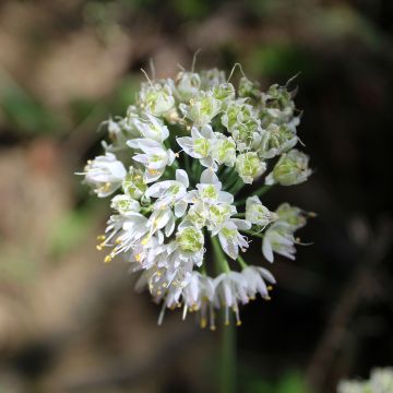 Allium cernuum White Dwarf - Amerikaanse look