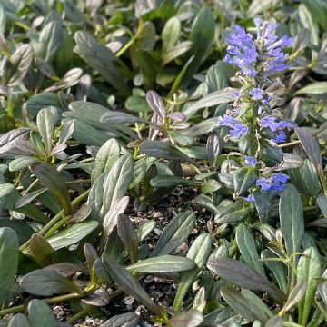 Ajuga reptans Noble Nightingale - Kruipend zenegroen