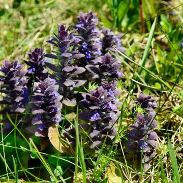Ajuga pyramidalis - Piramidezenegroen