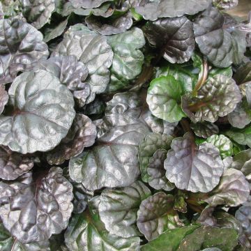 Ajuga reptans Black Scallop - Kruipend zenegroen