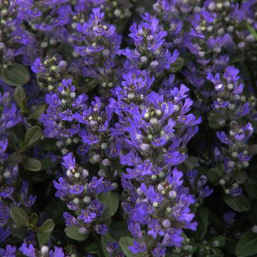 Ajuga reptans Braunherz - Kruipend zenegroen