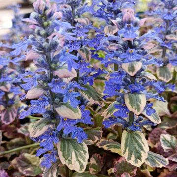 Ajuga reptans Burgundy Glow - Kruipend zenegroen