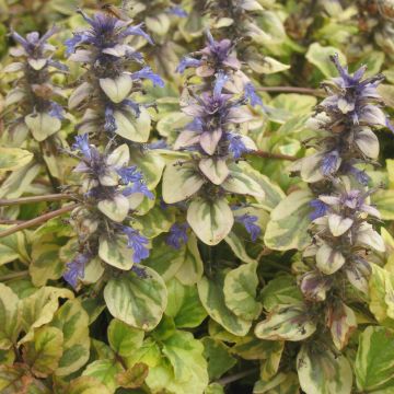 Ajuga reptans Golden Glow - Kruipend zenegroen