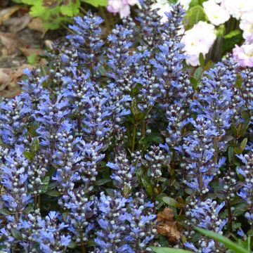 Ajuga reptans Chocolate Chip - Kruipend zenegroen
