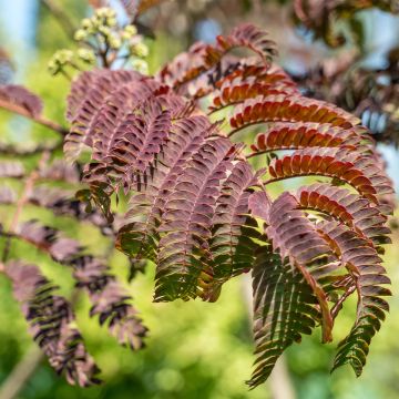 Albizia julibrissin Eveys Pride - Perzische slaapboom