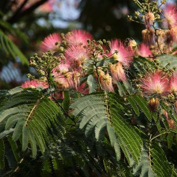 Albizia julibrissin Ombrella - Perzische slaapboom