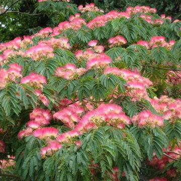 Albizia julibrissin Ombrella - Perzische slaapboom