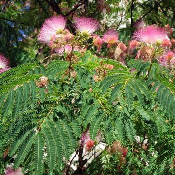 Albizia julibrissin Rosea - Perzische slaapboom