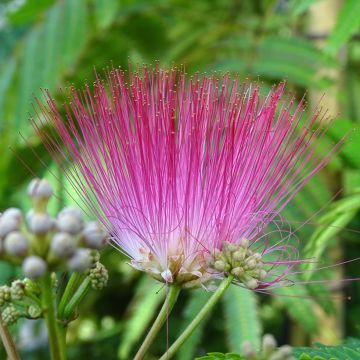 Albizia julibrissin - Perzische slaapboom rood