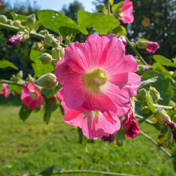 Alcea ficifolia - Vijgbladige stokroos