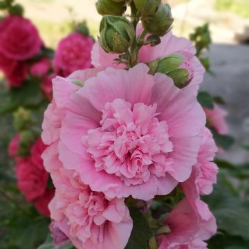 Alcea rosea Chaters Double Pink  - Stokroos roze
