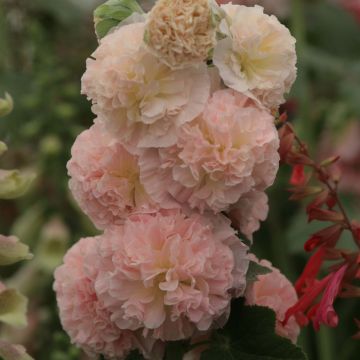 Alcea rosea Chaters Double Salmon - Stokroos