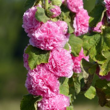 Alcea rosea Chater's Rose-Pink (zaad) - Stokroos dubbel roze