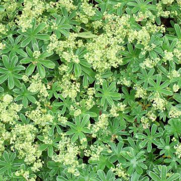 Alchemilla alpina - Alpiene vrouwenmantel