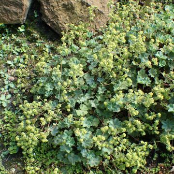 Alchemilla caucasica - Kaukasische vrouwenmantel