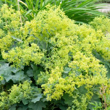 Alchemilla mollis - Vrouwenmantel