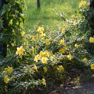 Allamanda cathartica - Gouden trompet