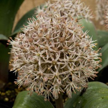 Allium karataviense - Puinlook
